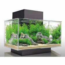 Acrylic Aquarium